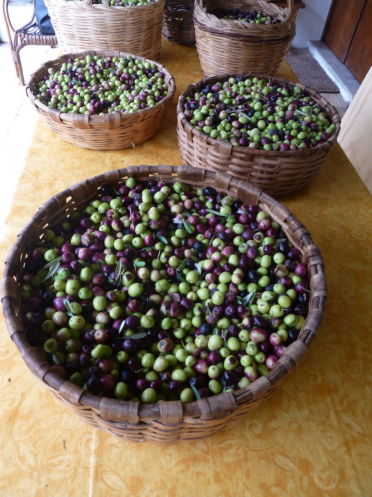 Cesto olive
